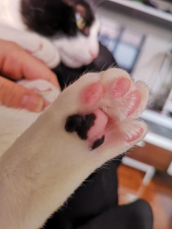 おみあし！