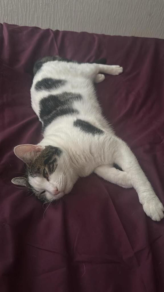 猫ちゃんの一時預かりボランティア