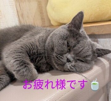 お疲れ様です(*´ω`*)