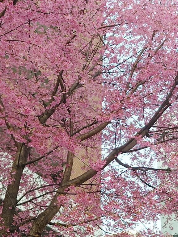 春らしぃ&#127800;