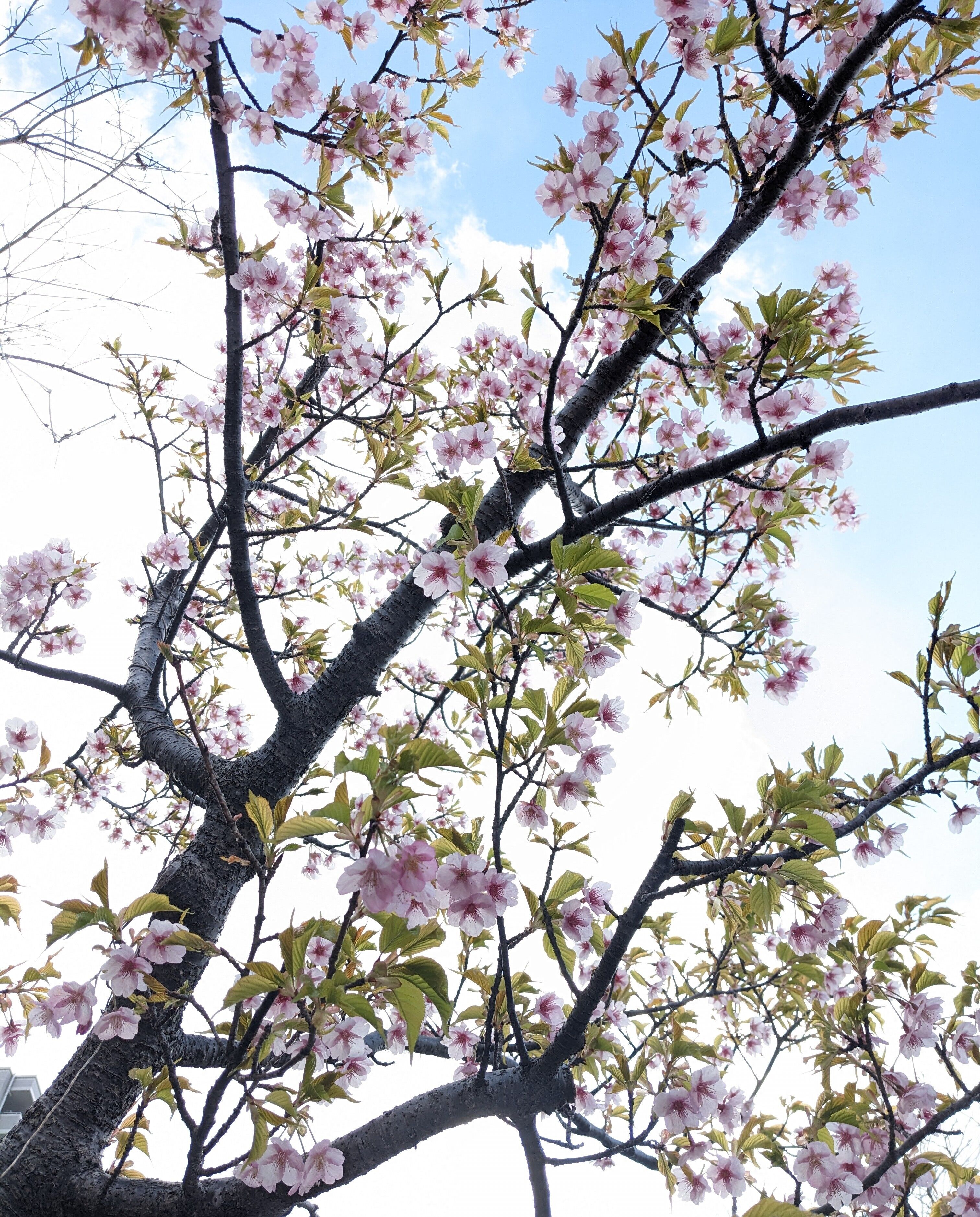 &#128524;&#127800;