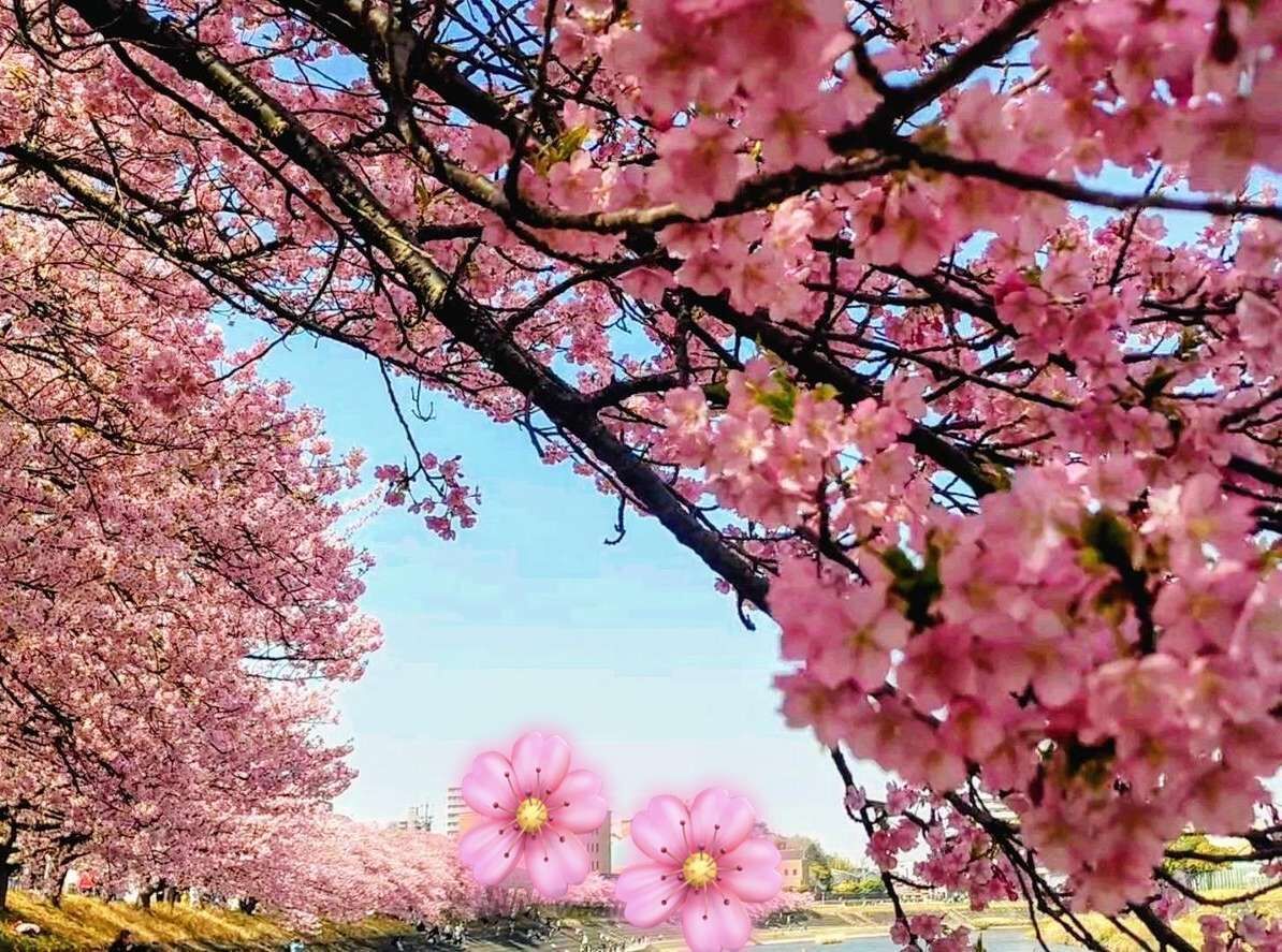 桜