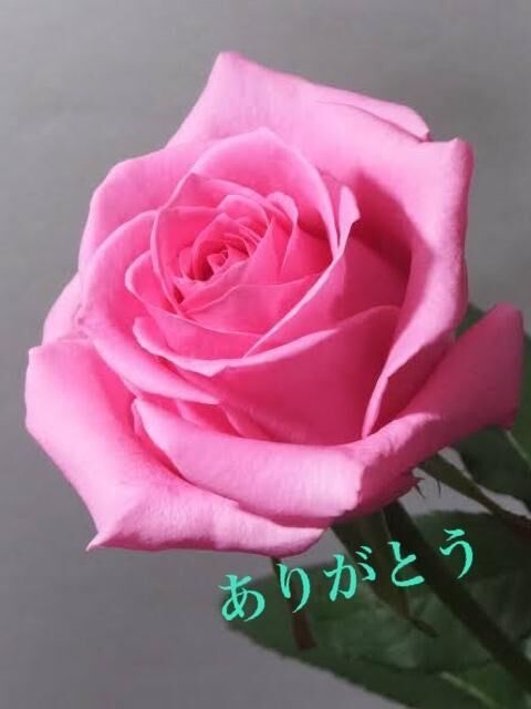 ありがとう