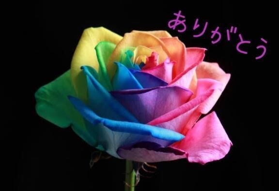 ありがとう