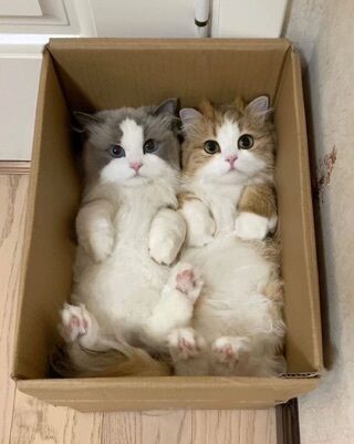 かわいい((o(｡･ω･｡)o))&#9825;