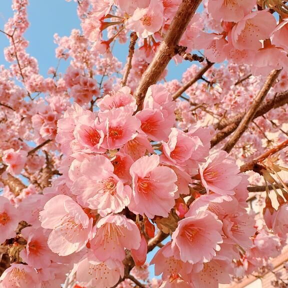 お花見散歩