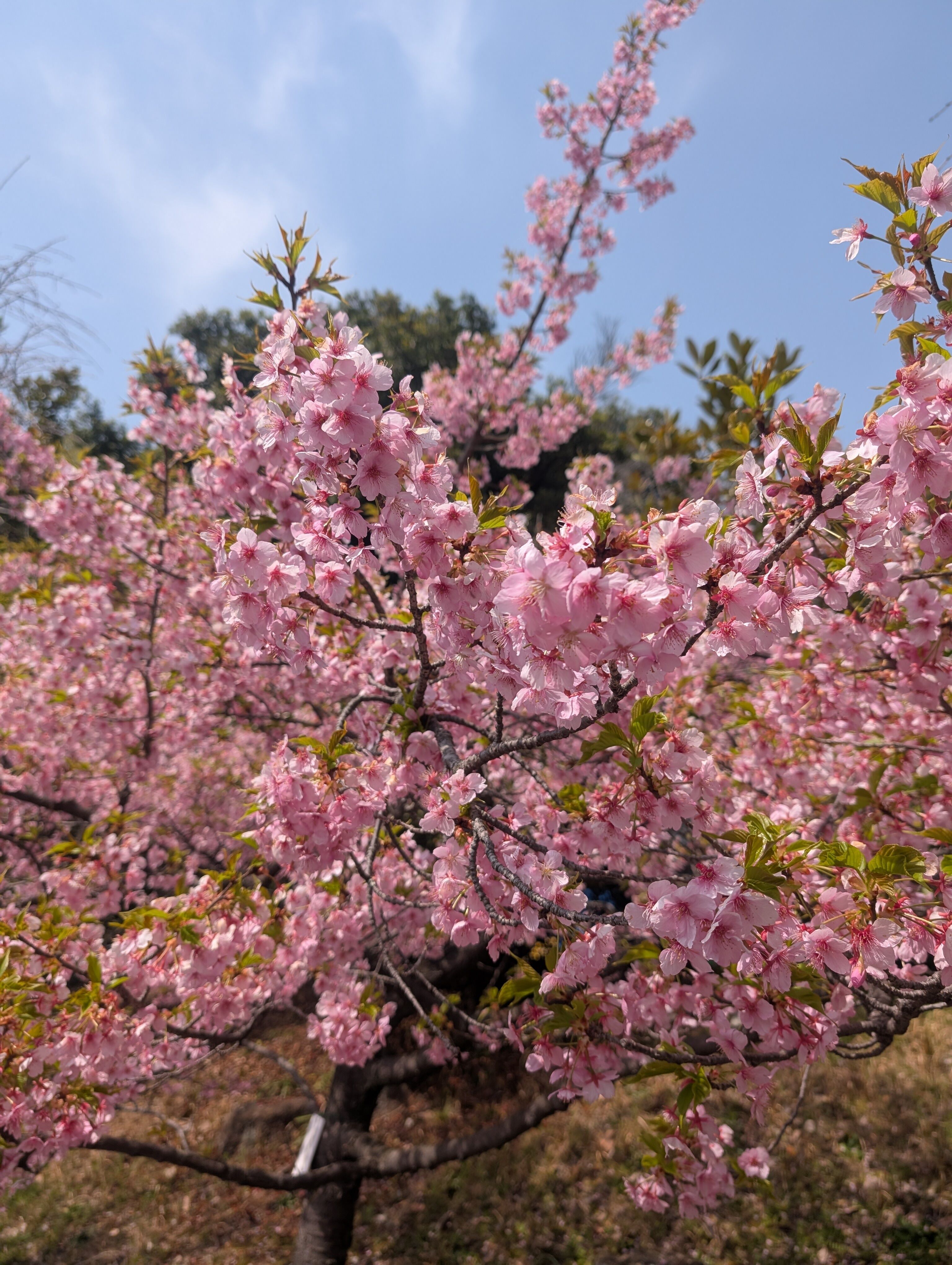春めいてます&#127800;