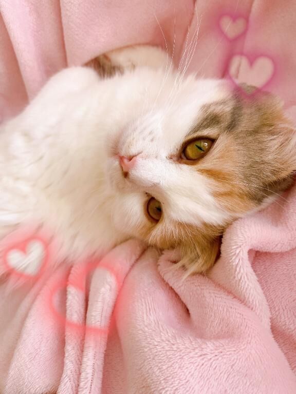 4月前半