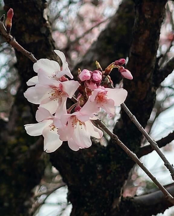こんばんは