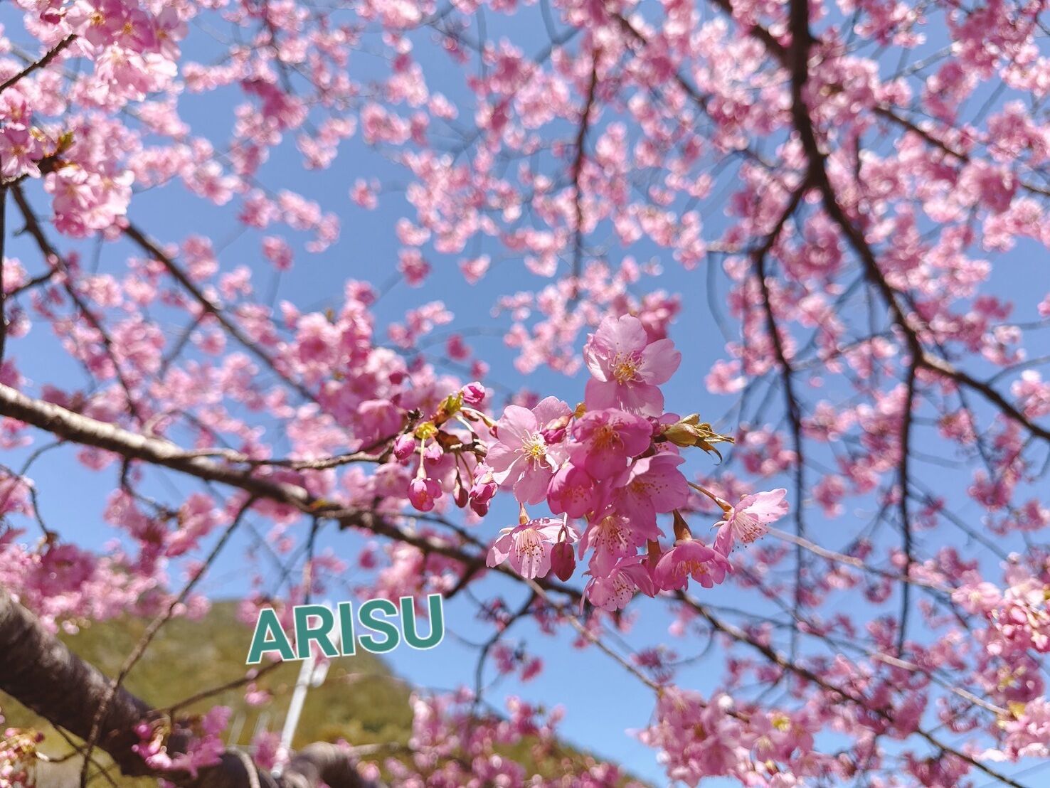 春ですね〜