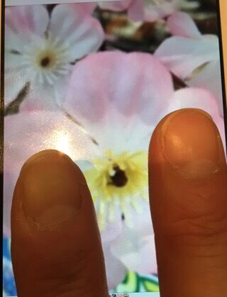 ほたるの人妻川柳日記 (ソメイヨシノ開花)