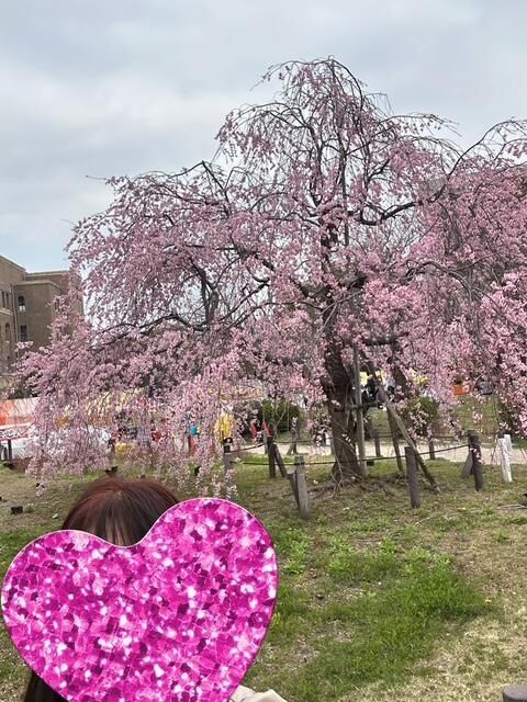 桜