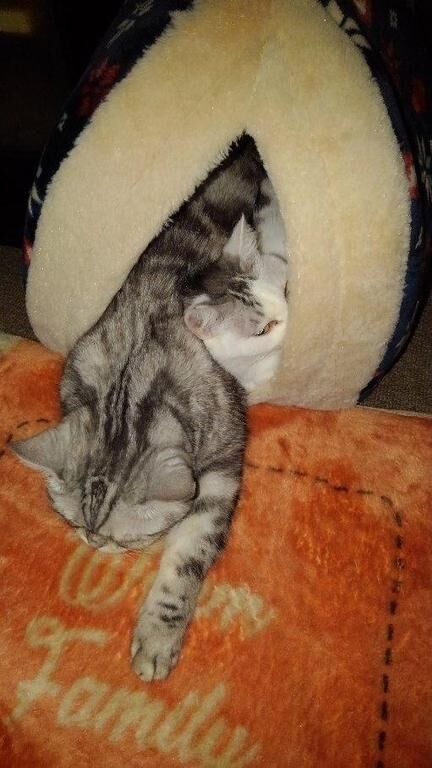 しくったわ