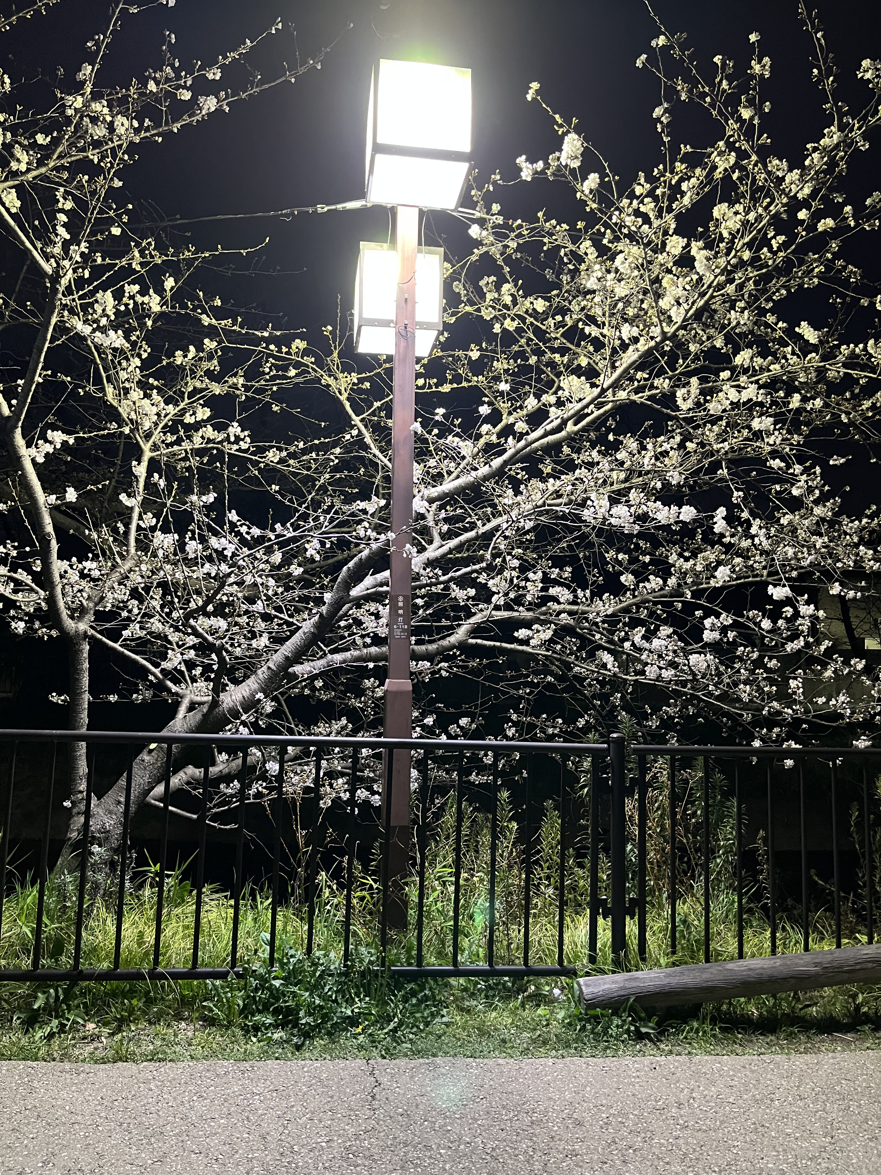 お花見