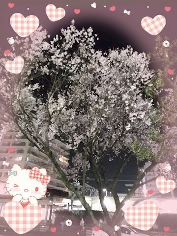さくら＼(^o^)／