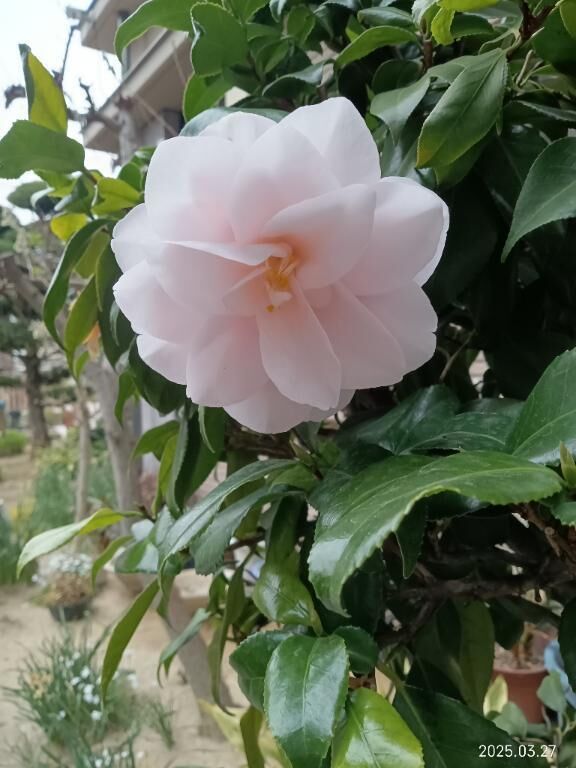 土日出勤予定ですっ(&#8288;&#9677;&#8288;&bull;&#8288;&#7447;&#8288;&bull;&#8288;&#9677;&#8288;)
