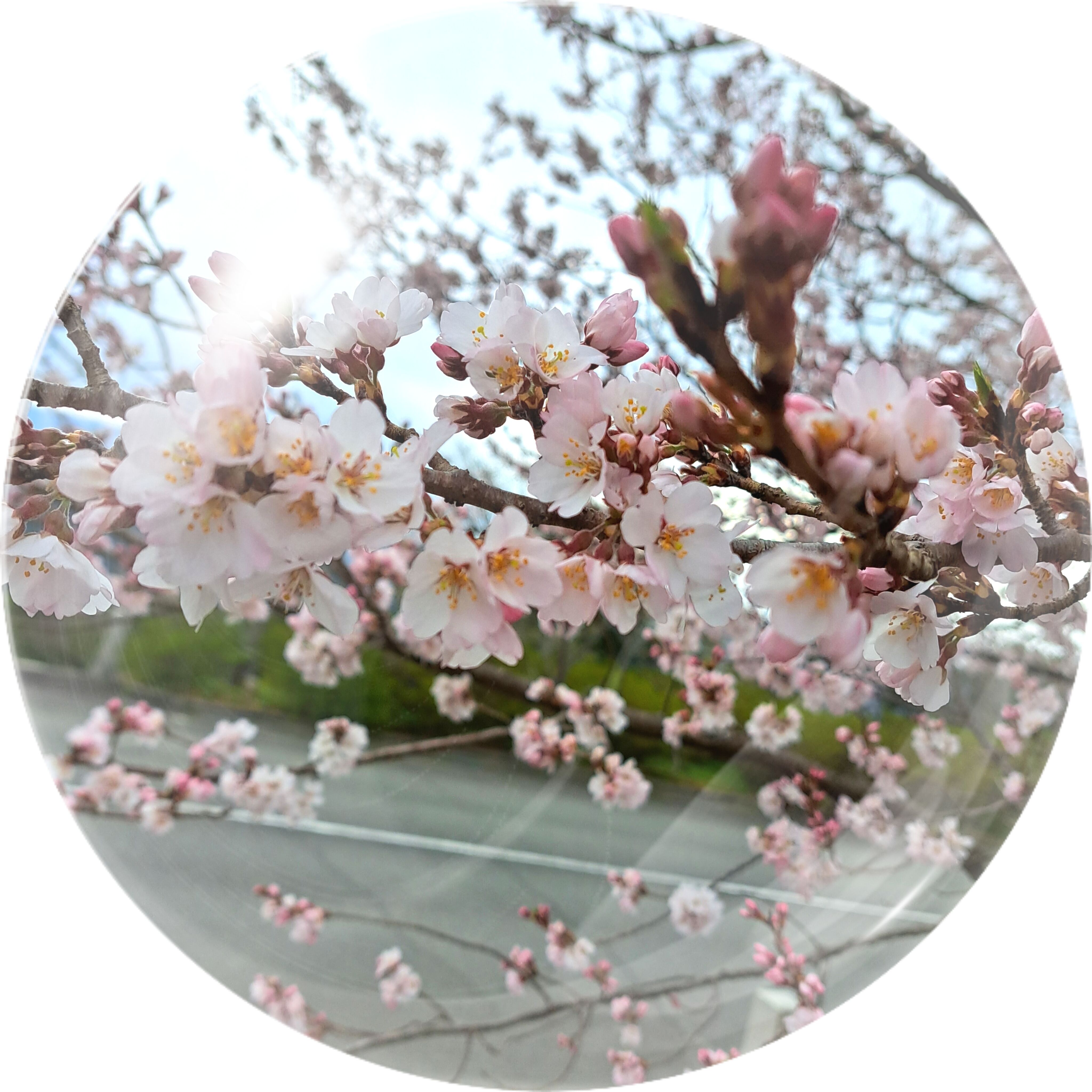 桜の季節