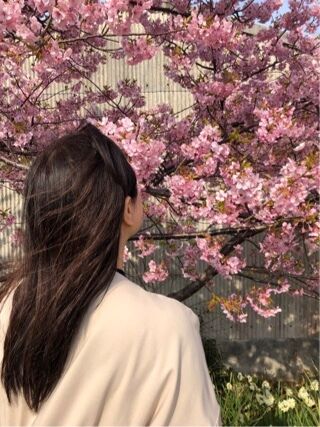 ほたるの人妻川柳日記 (早咲き桜満開)