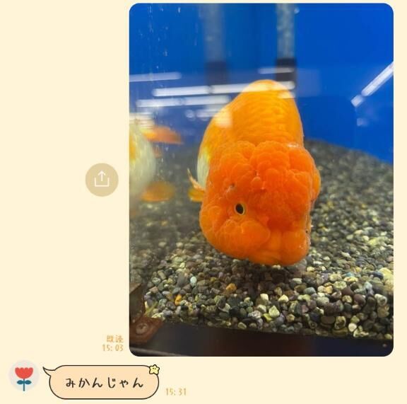 らんちゅう&#129767;