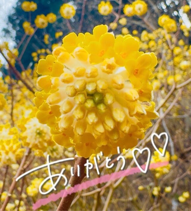 お礼デス