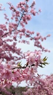 &#127800;&#127800;&#127800;