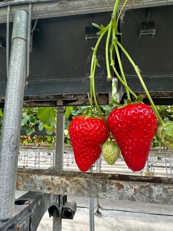 &#127827;