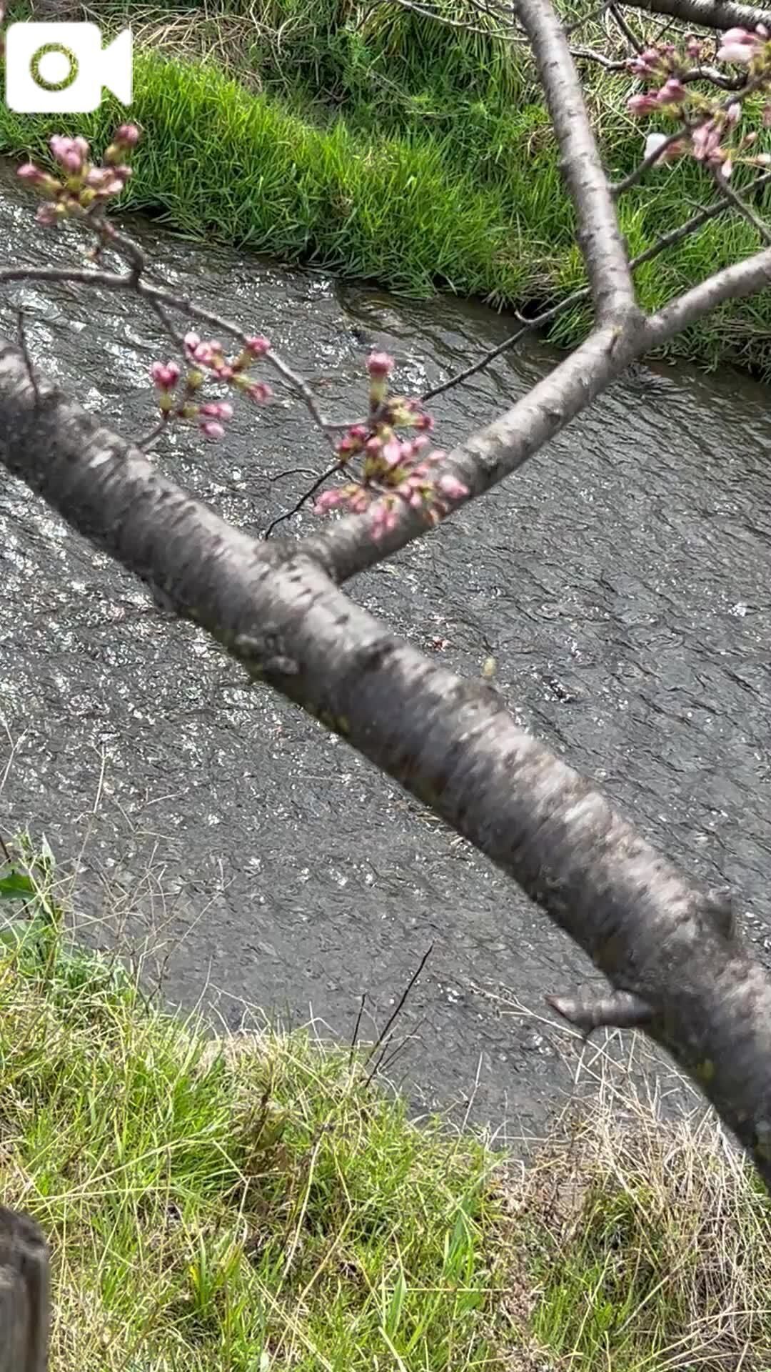 &#127800;&#127800;&#127800;