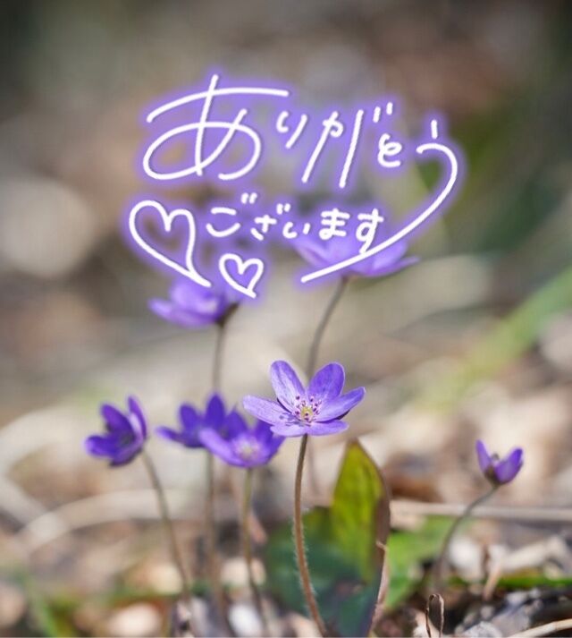 お礼デス