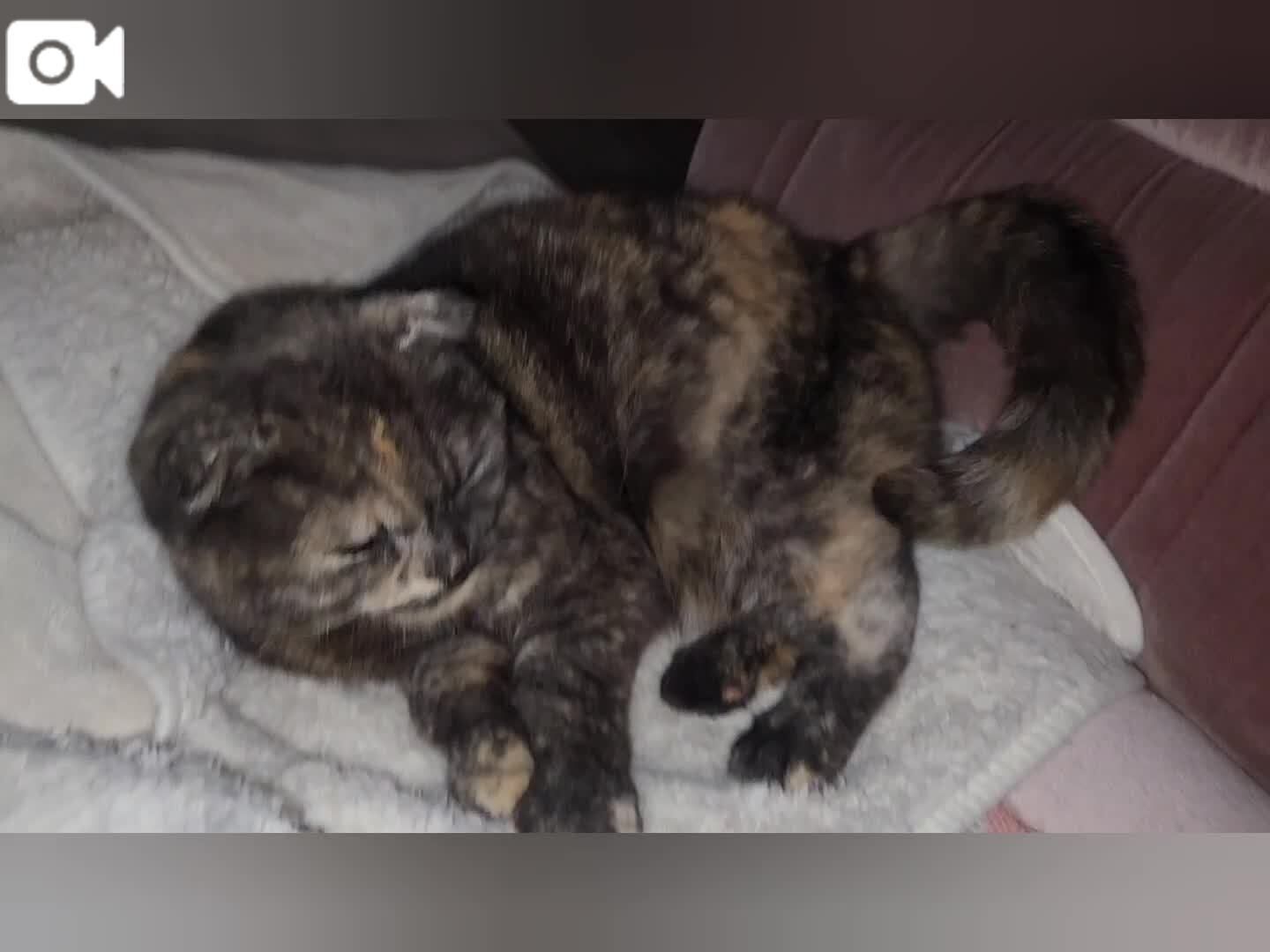 これは別日の動画&#128049;