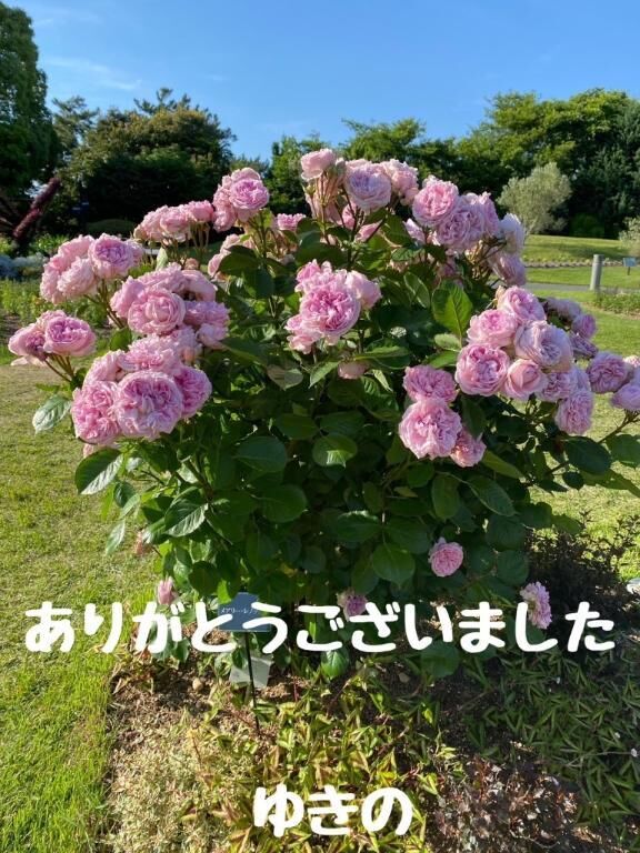 お礼日記Y様
