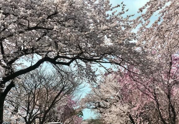 お花見