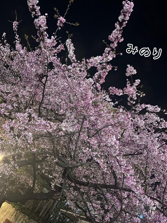 桜=合図？