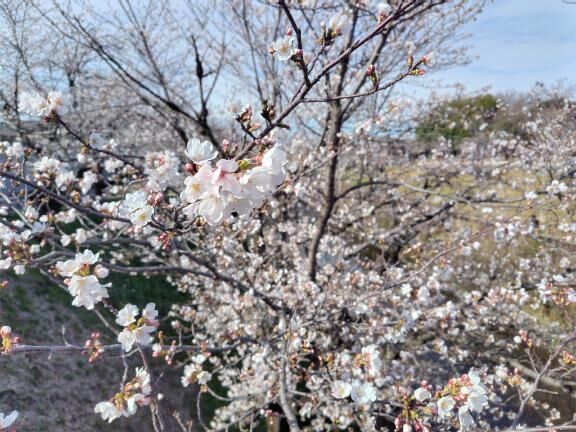 桜&#9825;
