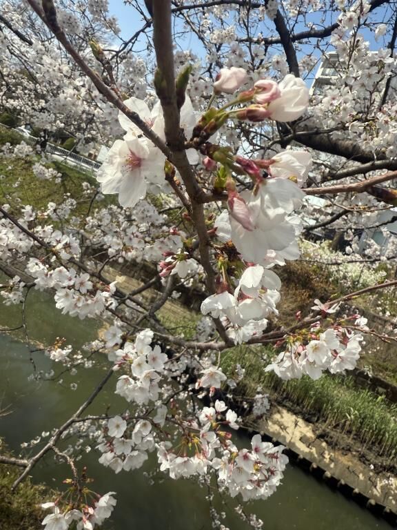 桜