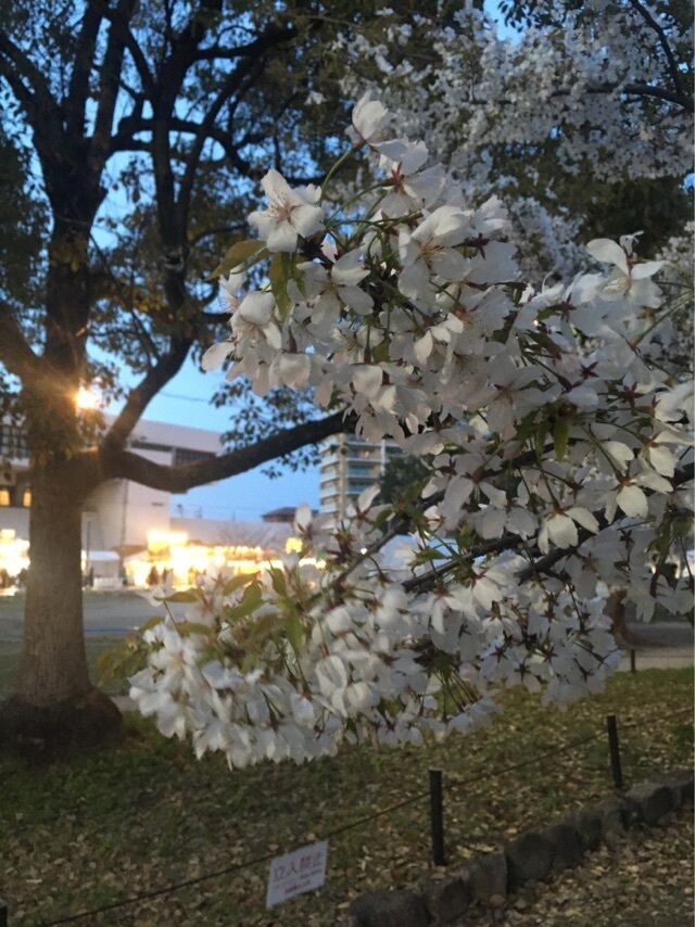 桜祭り