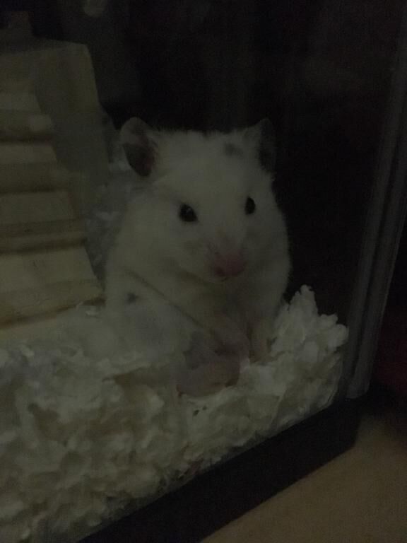 お願い
