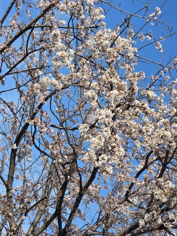 おはようございます&#9728;&#65038;