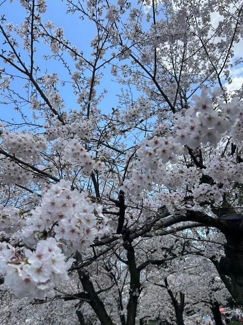 昨日の花見