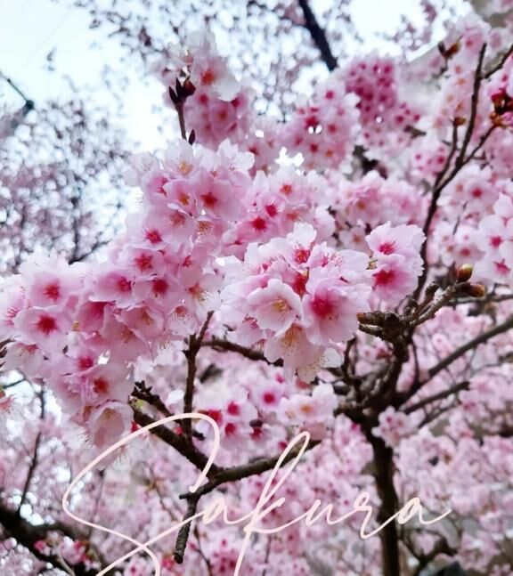 桜の季節&#9825;