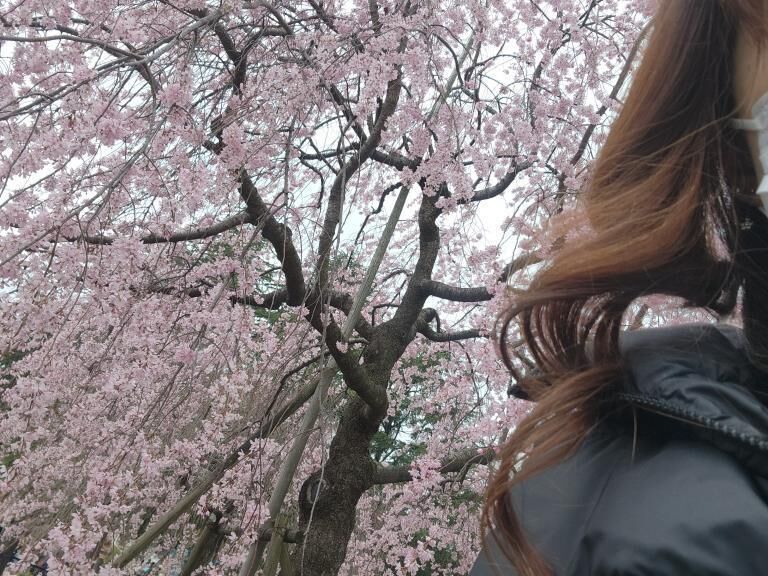 お花見