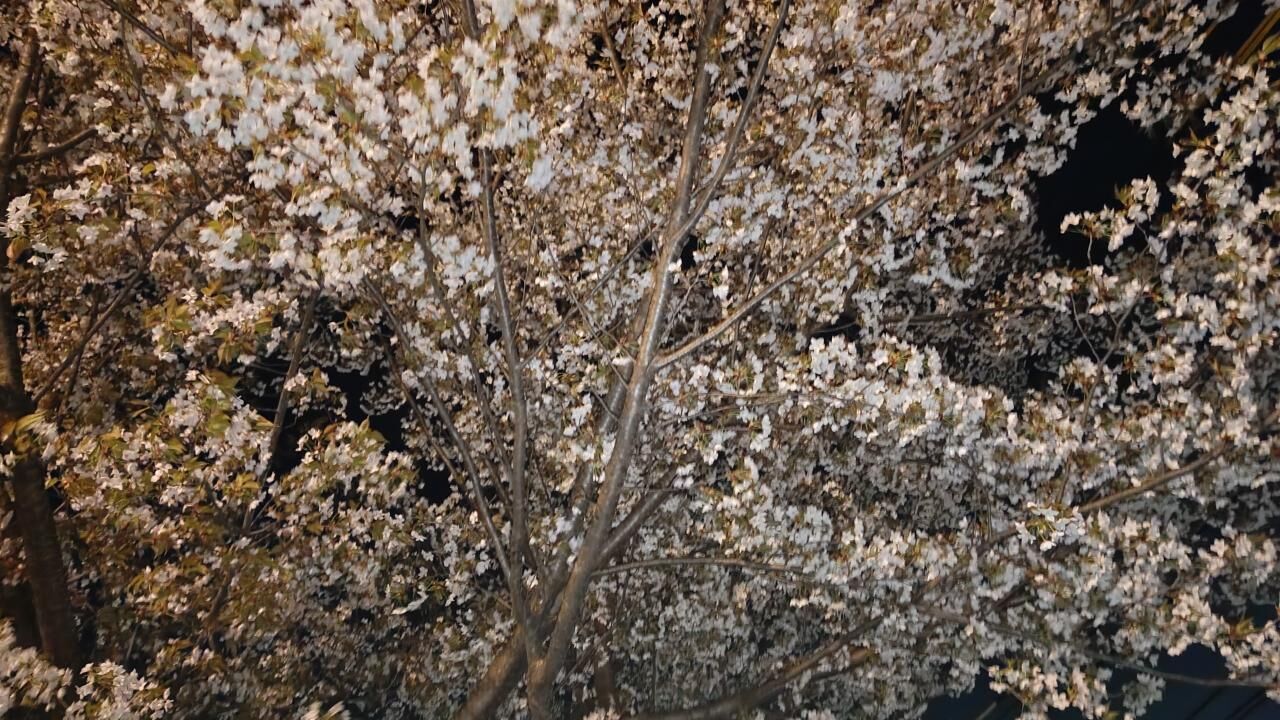 夜桜