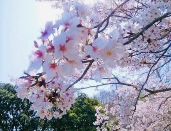ありがとうございました