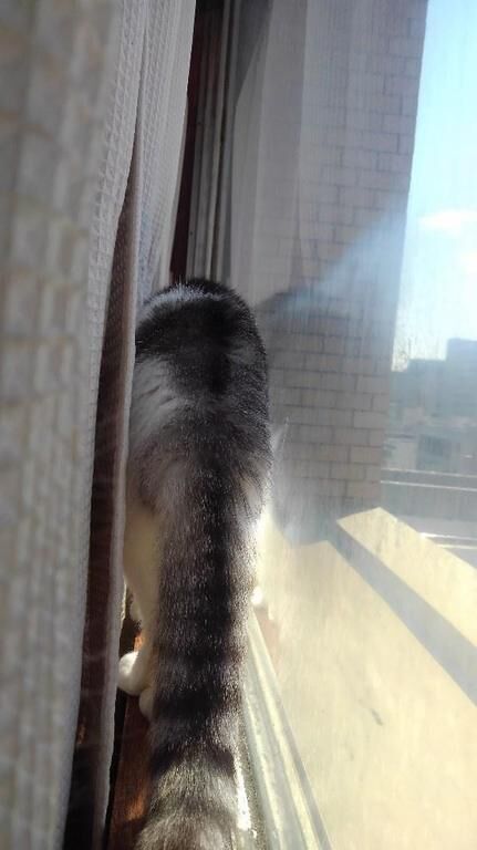 更新ですよ