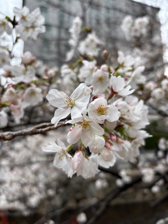 綺麗&#127800;