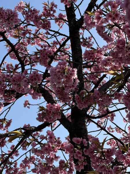桜★