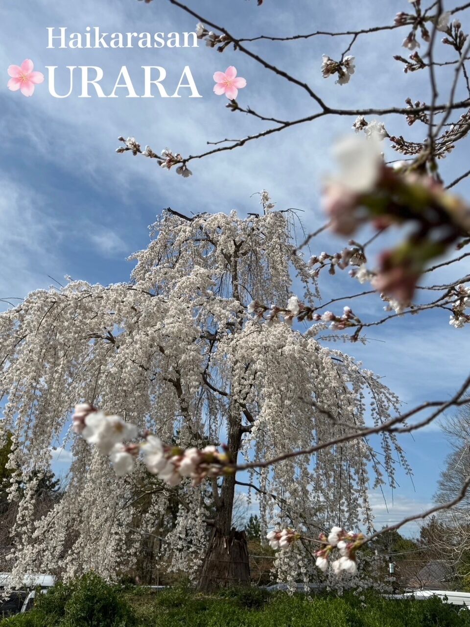 手前はまだ&#128563;&#127800;