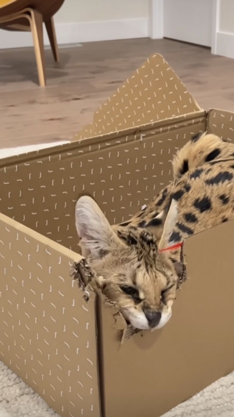 おこんばんわ……