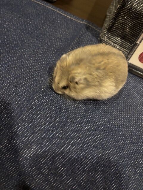 こんばんは