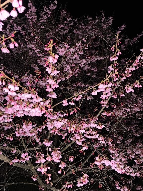 桜☆