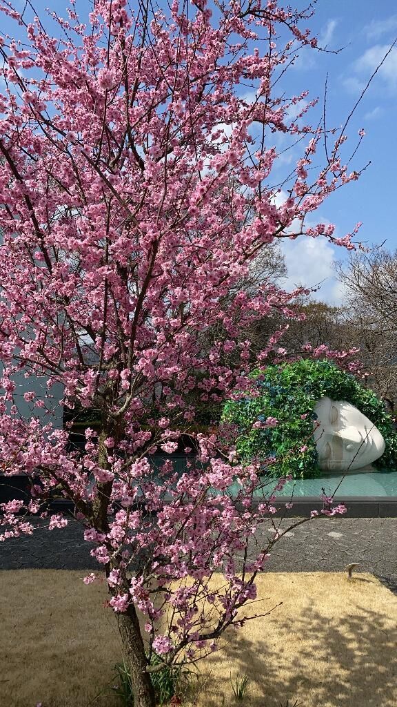 おやすみなさい
